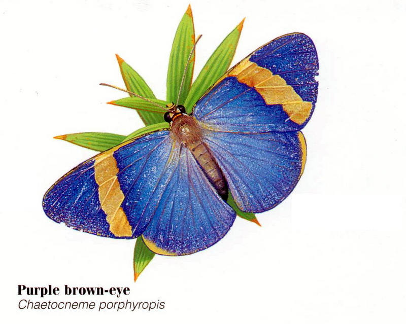 Purple Brown-eye (Chaetocneme porphyropis).jpg