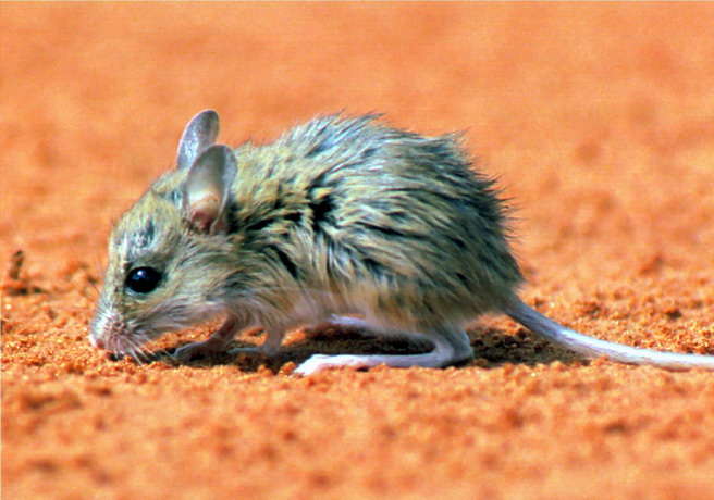 Spinifex Hopping Mouse (Notomys alexis).jpg