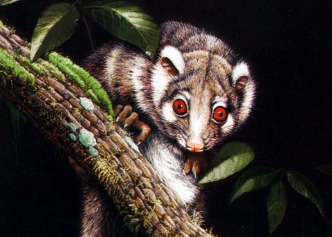 Green Ringtail Possum (Pseudochirops archeri).jpg