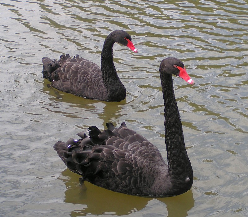 Black Swans Cygnus atratus.jpg