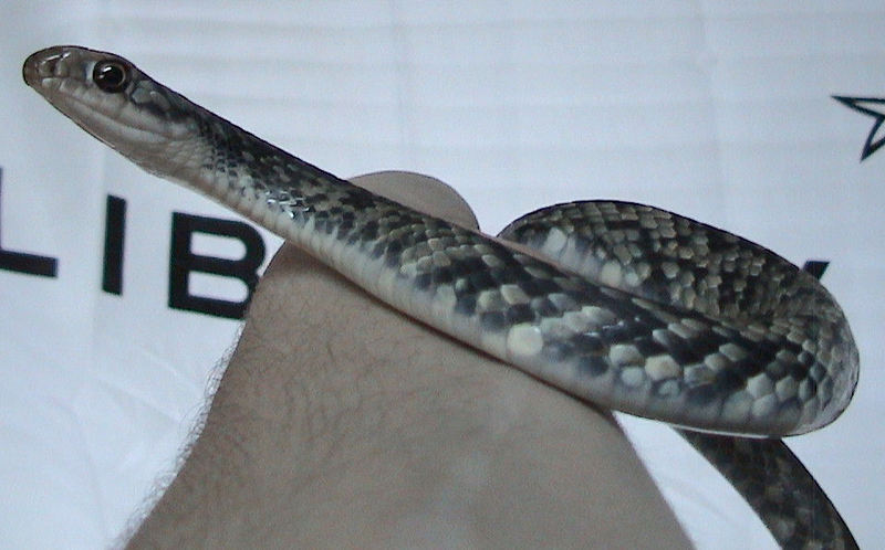 Buttermilk Racer (Coluber constrictor anthicus).jpg