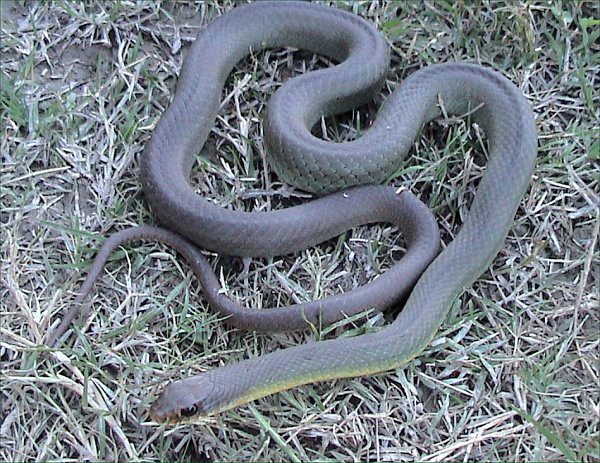 Coluber constrictor flaviventris2 Eastern Yellowbelly Racer, Coluber constrictor flaviventris.jpg