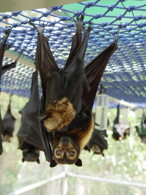 Spectacled Flying-fox (Pteropus conspicillatus) with baby.jpg