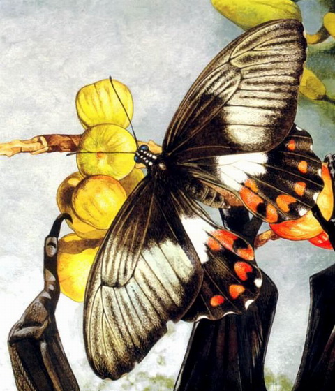 Ambrax Swallowtail Butterfly(Papilio ambrax egipius).jpg