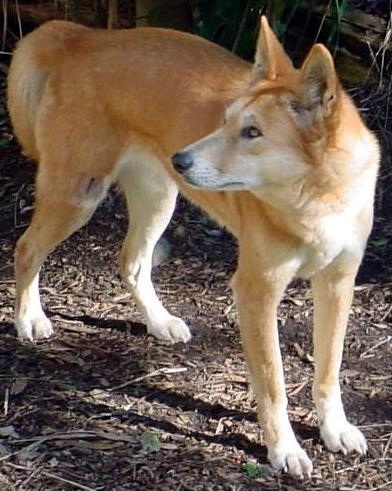 Dingo3-Dingo (plural dingoes or dingos) or warrigal, Canis lupus dingo.jpg