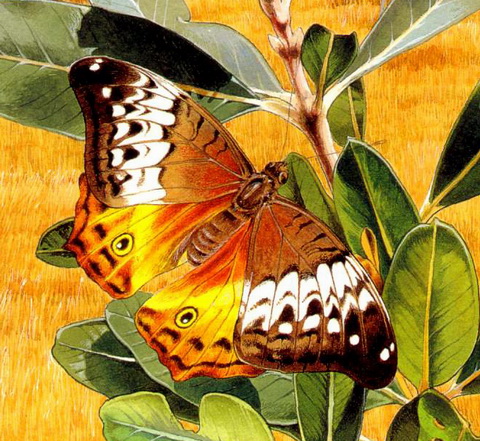 Cruiser Butterfly (Vindula arsinoe).jpg