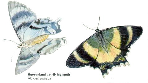 Queensland Day-flying Moth (Alcides zodiaca).jpg