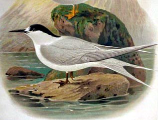 Sterna Striata Buller White-fronted Tern (Sterna striata).jpg