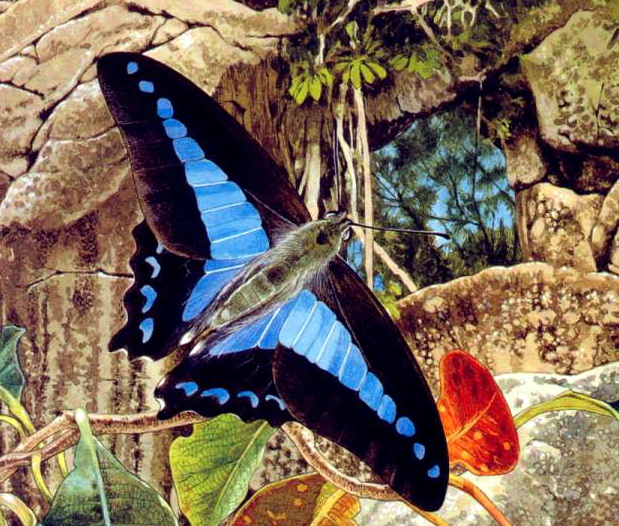Blue Triangle Butterfly (Graphium sarpedon choredon).jpg