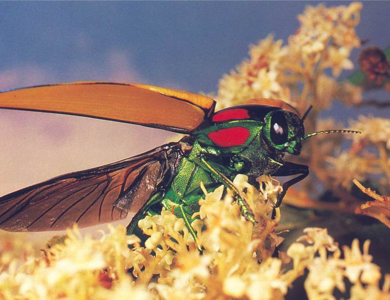 Jewel Beetle (Calodema regalis).jpg