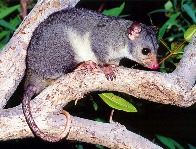 Scaly-tailed Possum (Wyulda squamicaudata).jpg