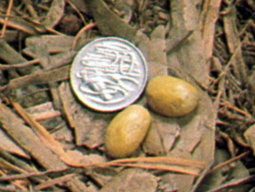 Duckbill Platypus (Ornithorhynchus anatinus) eggs.jpg
