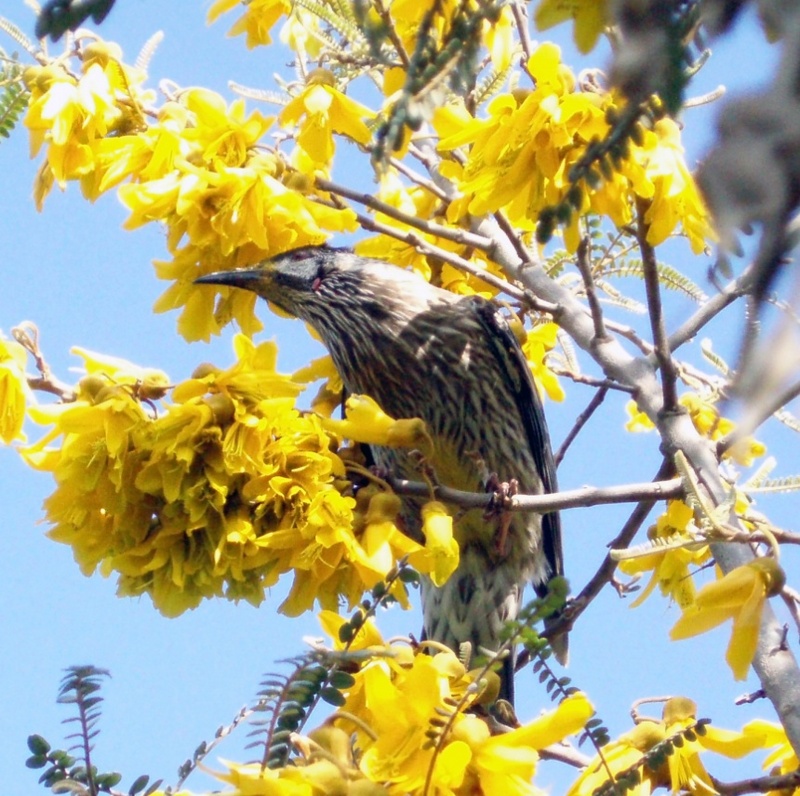 A wattle bird on a tree.jpg