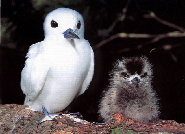 Common White Tern (Gygis alba) with chick.jpg