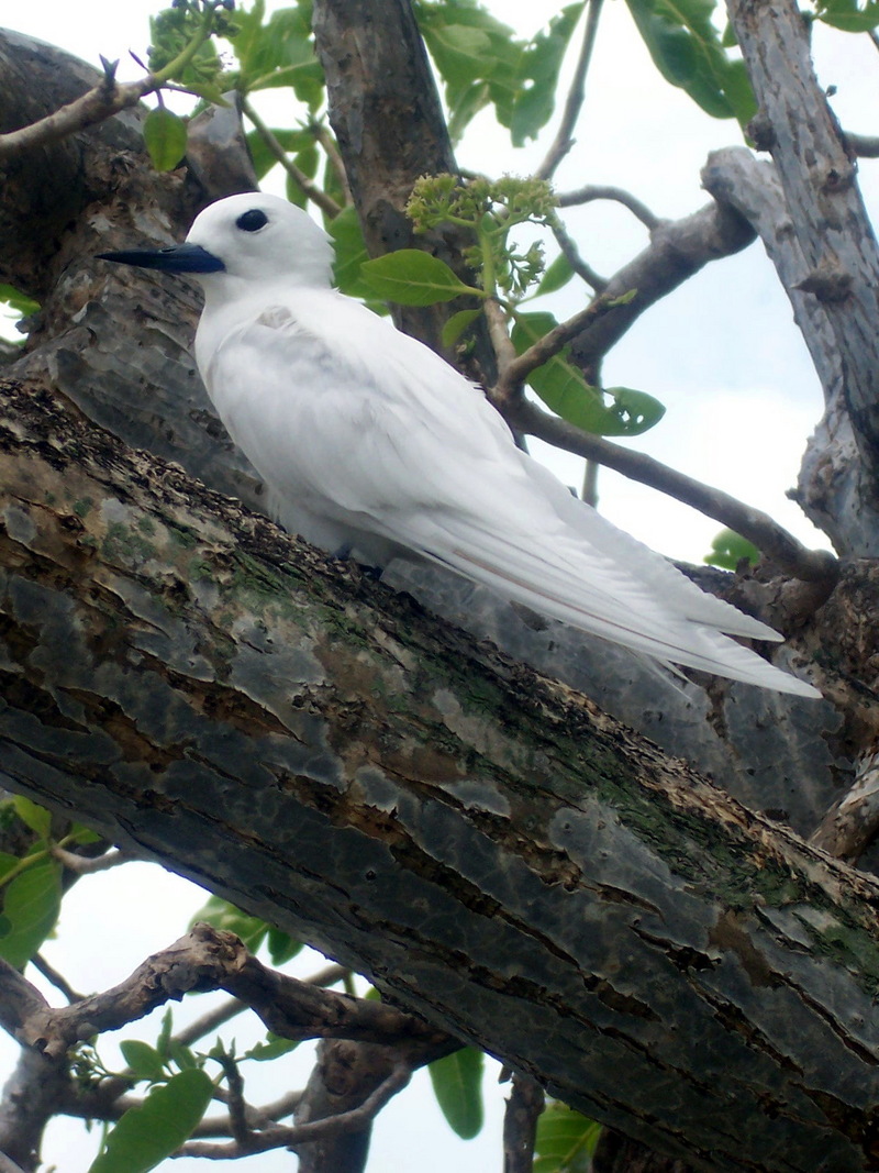 Gygis alba 01 White Tern (Gygis alba).jpg