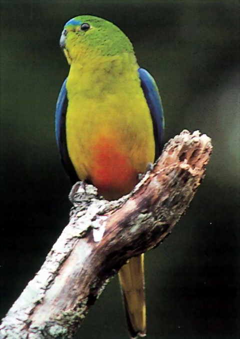 Orange-bellied Parrot (Neophema chrysogaster).jpg