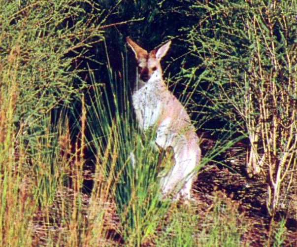 Red-necked Wallaby (Macropus rufogriseus).jpg