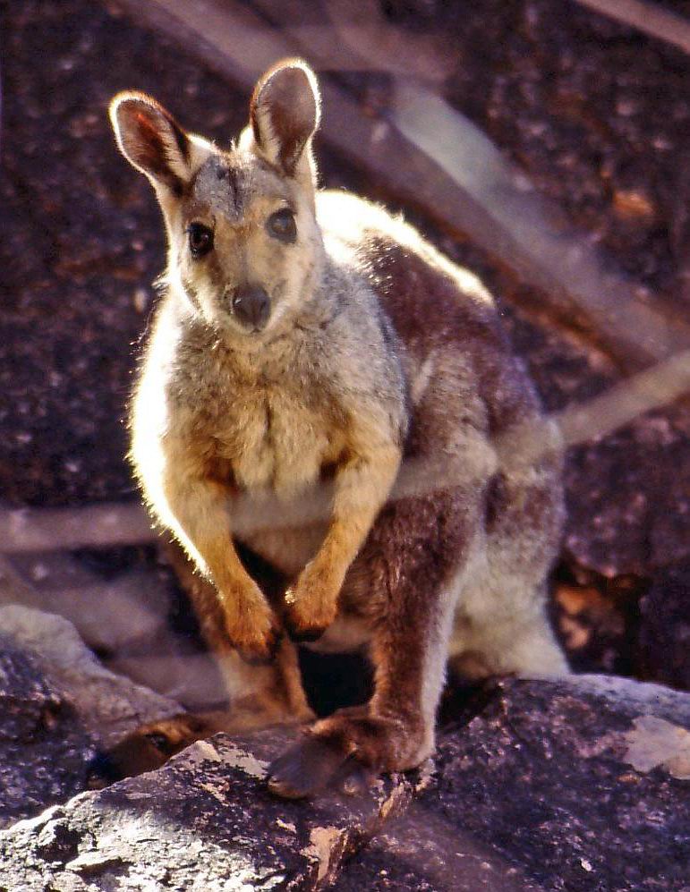 Black-flanked Rock-wallaby (Petrogale lateralis), also known as the Black-footed Rock-wallaby or Warru.jpg