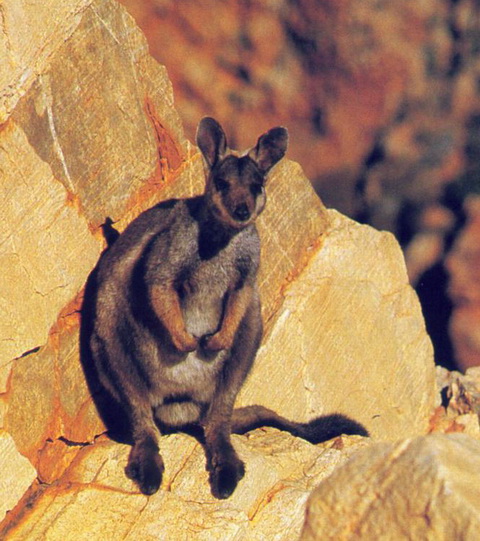 Black-footed Rock-wallaby (Petrogale lateralis).jpg