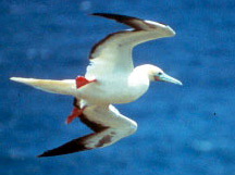 Redfootbooby06-Red-footed Booby (Sula sula).jpg