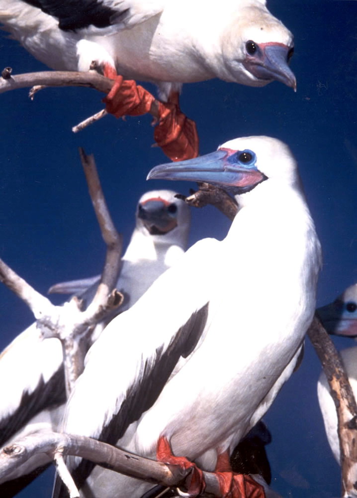 Red-footed Booby (Sula sula).jpg