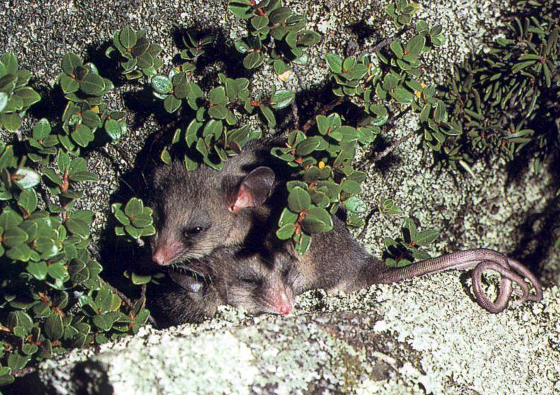 Mountain Pygmy Possum (Burramys parvus).jpg
