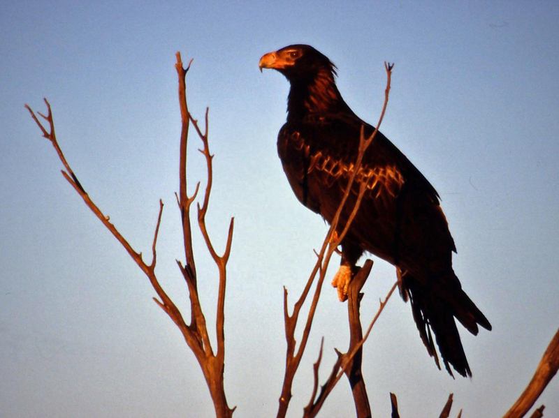 Wedge-tailed Eagle (Aquila audax).jpg