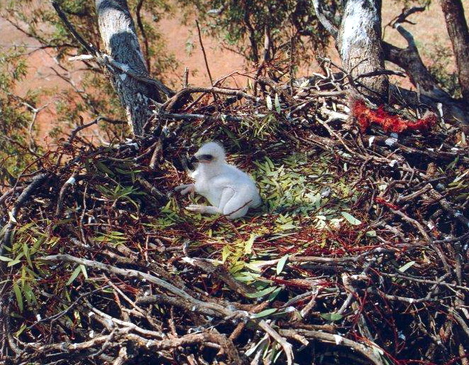 Wedge-tailed Eagle (Aquila audax) chick in nest.jpg