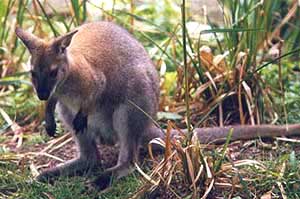 Smallwallaby-Red-necked Wallaby (Macropus rufogriseus).jpg
