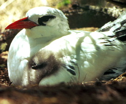 Rtailedtropicbird8-Red-tailed Tropicbird (Phaethon rubricauda).jpg