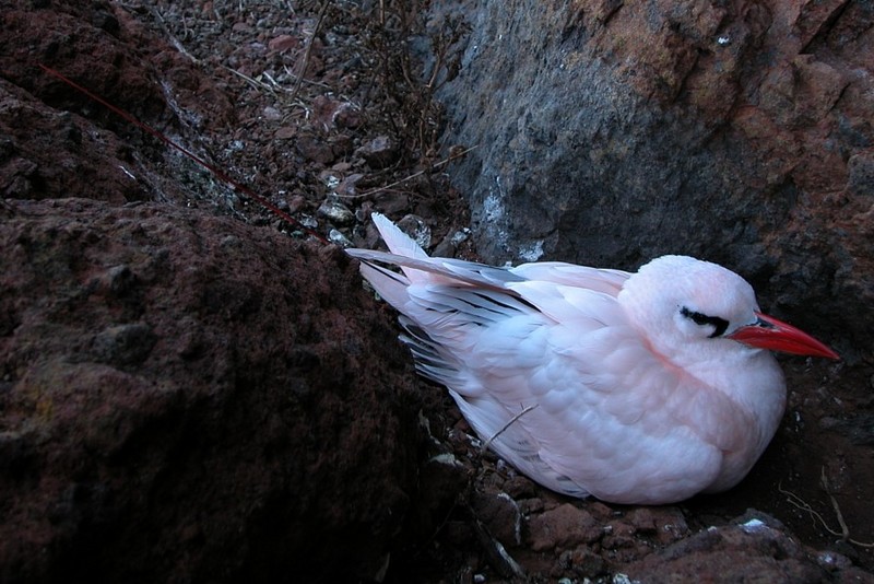 Red-tailed Tropicbird (Phaethon rubricauda) on nest.jpg