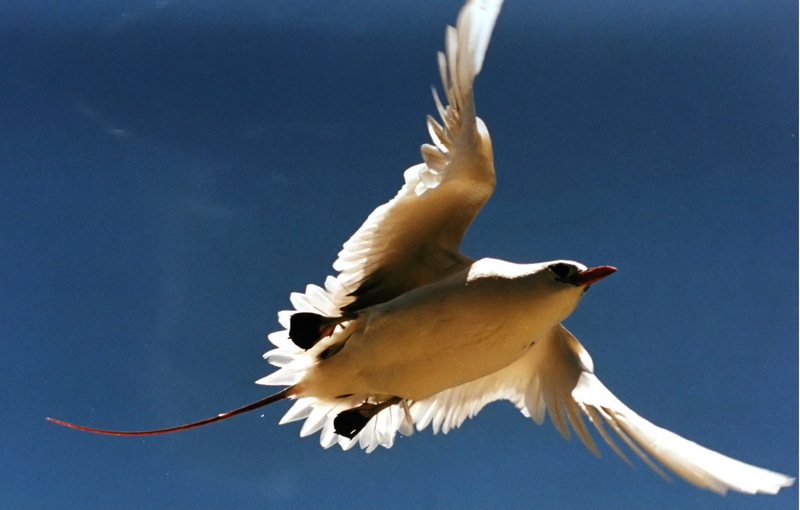 Red tailed tropic bird-Red-tailed Tropicbird (Phaethon rubricauda) flying.jpg