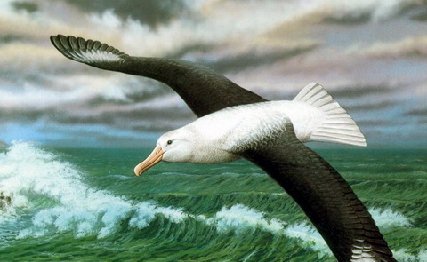 Wandering Albatross (Diomedea exulans).jpg
