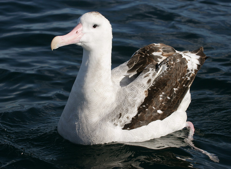070226 wandering albatross off Kaikoura 3 Diomedea exulans.jpg