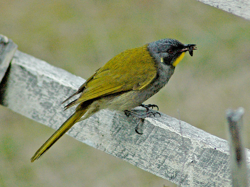 Yellow throated honeyeater with insect.jpg
