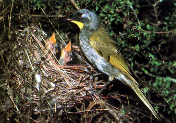 Yellow-throated Honeyeater and chick in nest (Lichenostomus flavicollis).jpg