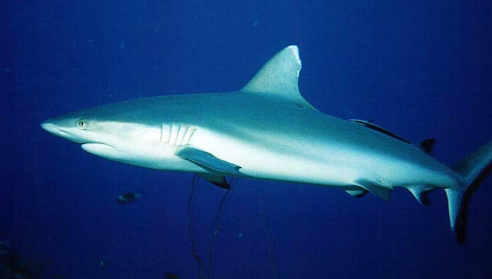 Grey reef shark2 Gray Reef Shark (Carcharhinus amblyrhynchos).jpg