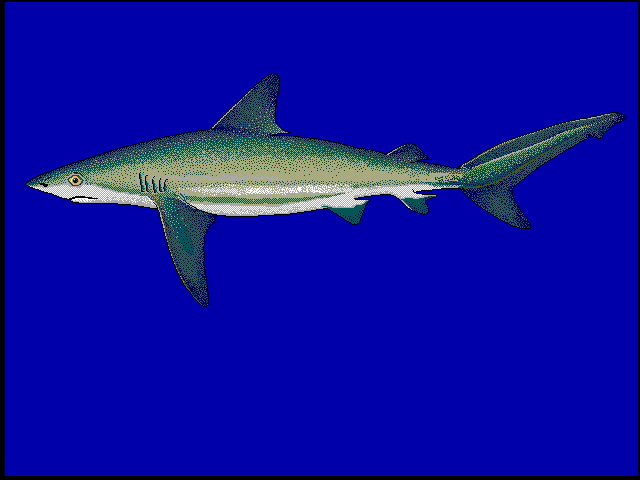 Caper u0-Caribbean reef shark, Carcharhinus perezii.jpg