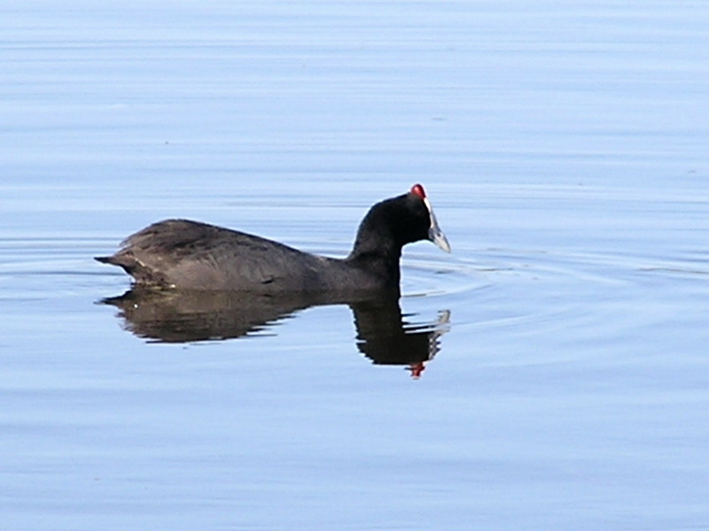 Red-knobbed Coot (Fulica cristata).jpg