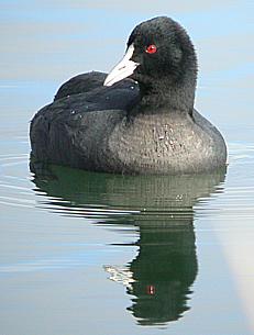Coot-231-Eurasian Coot, or Common Coot, Fulica atra.jpg