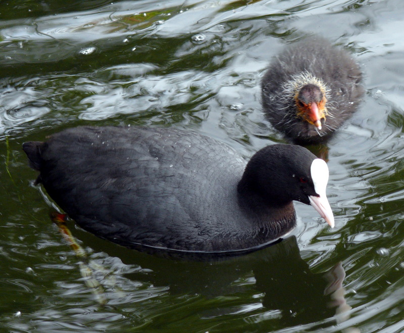 Fulica atra, Eurasian Coot adult and chick.jpg