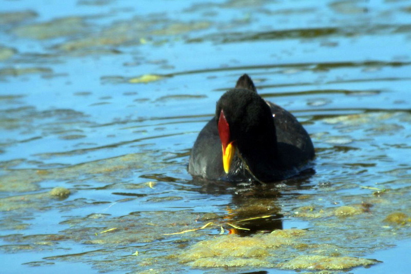 Red-fronted Coot (Fulica rufifrons).jpg