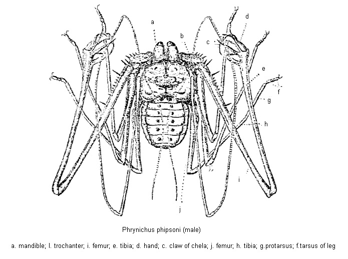 Amblypygi-Tailless Whip Scorpion (Phrynichus phipsoni).jpg