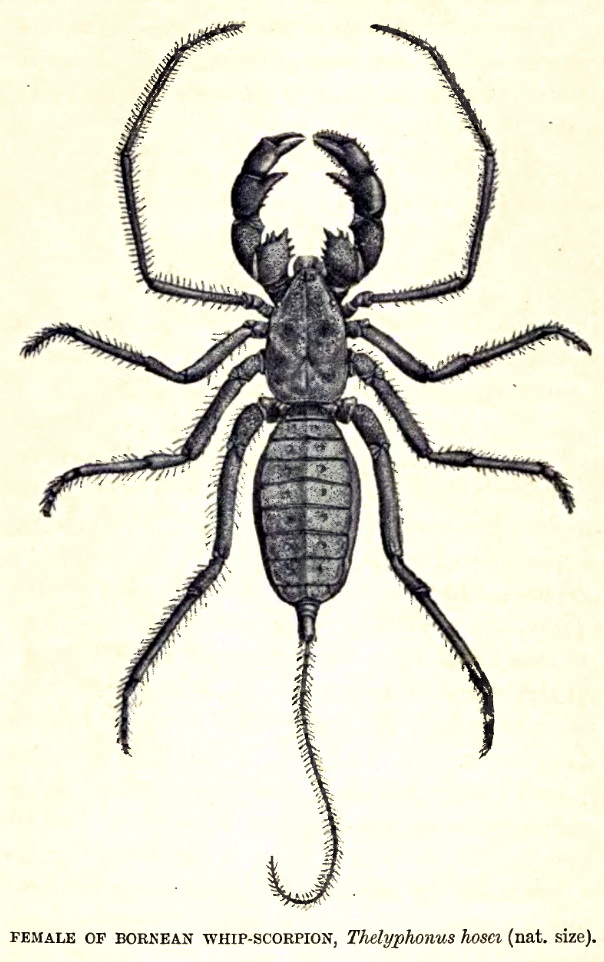 WhipscorpLyd-Whip scorpion, Thelyphonus doriae hosei.jpg