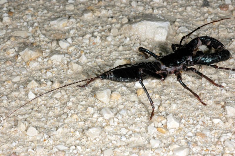 Mastigoproctus giganteus-whip-scorpion.jpg