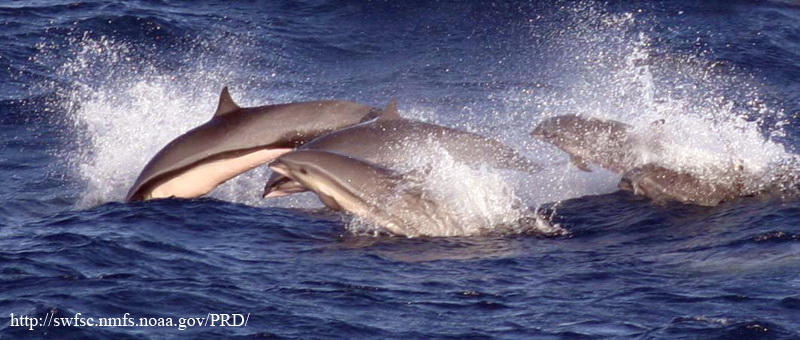 Fraser s group-Fraser\'s Dolphin (Lagenodelphis hosei) or Sarawak Dolphin.jpg