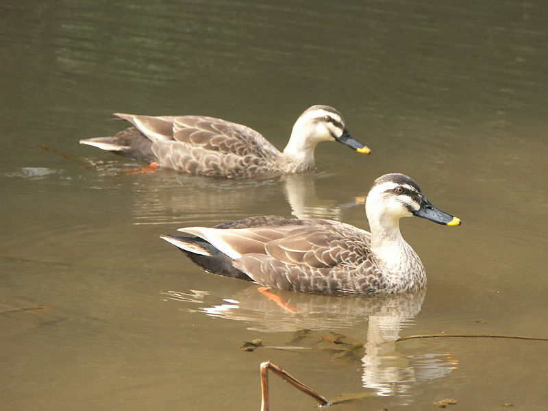 Karugamo 06a6527sv-Spotbill (Anas poecilorhyncha), spot-billed duck.jpg