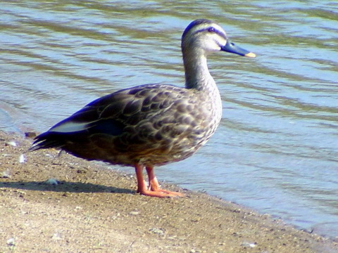 흰뺨검둥오리 (Anas poecilorhyncha) - Spotbill - Spot-billed Duck.jpg