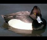 목도리댕기흰죽지 Aythya collaris (Ring-necked Duck).jpg