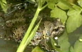 맹꽁이 Boreal Digging Frog (Kaloula borealis).jpg